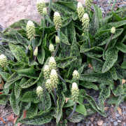 Link to the new plants added February 13, 2026 - Image of Drimiopsis maculata 'Slow Fade'