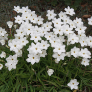 Link to the new plants added February 27, 2026 - Image of Ipheion uniflorum 'Greystone'