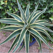Link to the new plants added April 10, 2026 - Image of Mangave 'Navajo Princess' PP 31,136