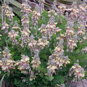 Link to the new plants added April 24, 2026 - Image of Tephrosia virginiana