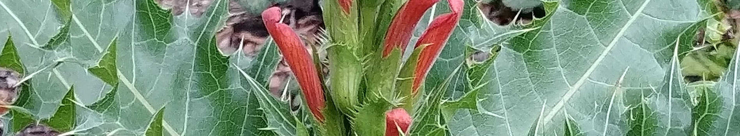 Acanthus