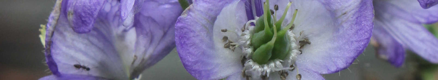 Aconitum