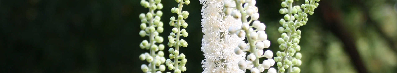 Actaea