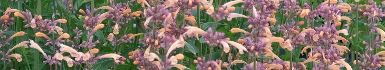 Deer Resistant Plants
