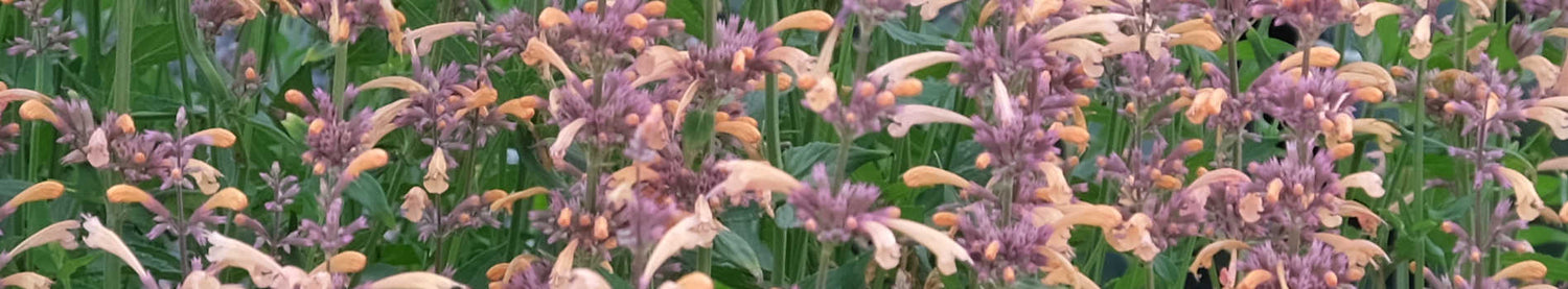Agastache