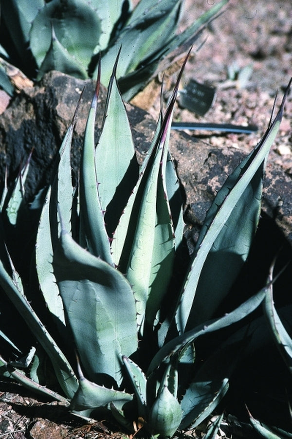 Image of Agave flexispina taken at Desert Botanic Gdn, AZ