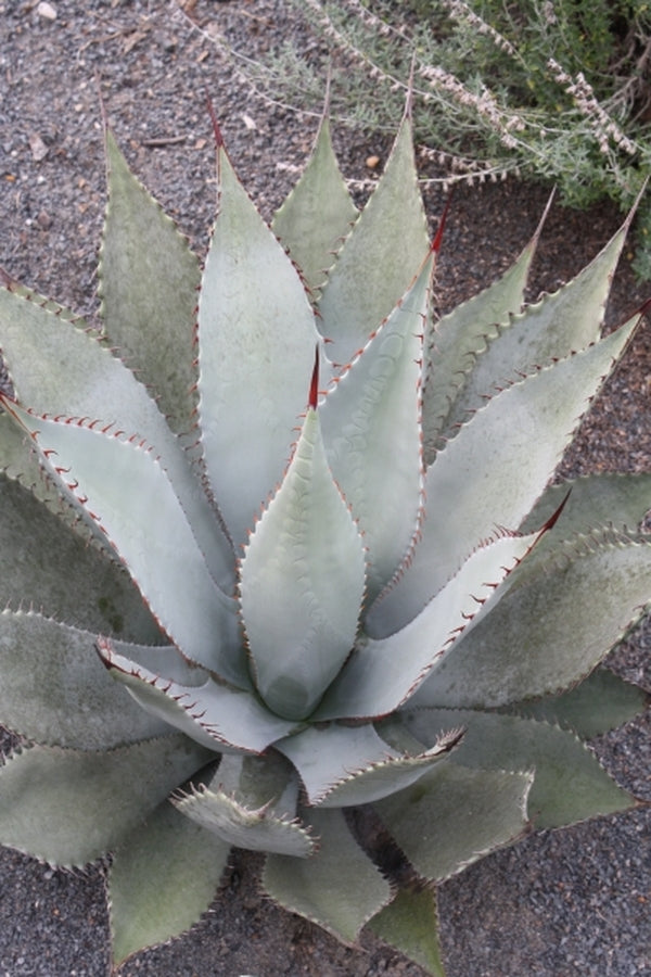 Image of Agave flexispina taken at Juniper Level Botanic Gdn, NC by JLBG
