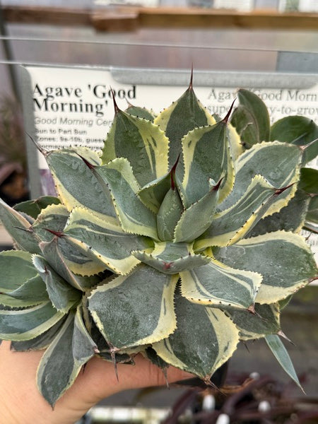Image of Agave 'Good Morning'