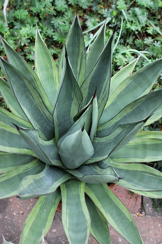 Image of Agave x nigra 'Shark Bite' taken at Juniper Level Botanic Gdn, NC by JLBG