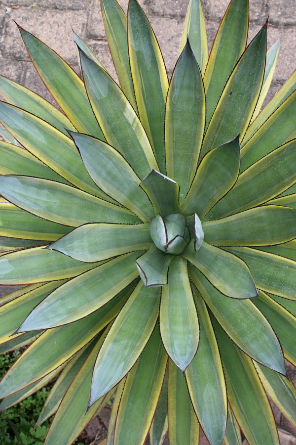 Image of Agave x ocahuata 'Sun Glow' taken at Juniper Level Botanic Gdn, NC