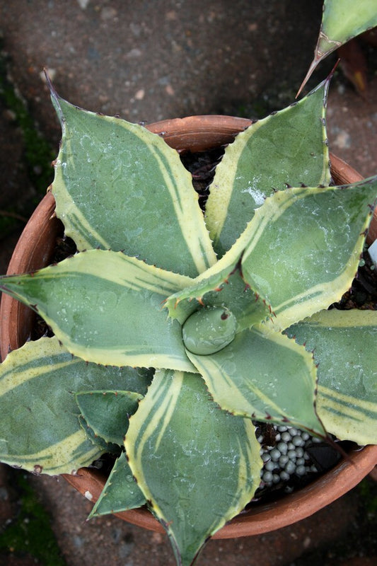 Image of Agave parryi ssp. parryi 'Lucky Stripe' taken at Juniper Level Botanic Gdn, NC by JLBG