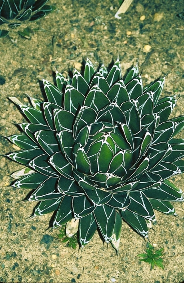 Image of Agave victoriae-reginae taken at Juniper Level Botanic Gdn, NC by JLBG