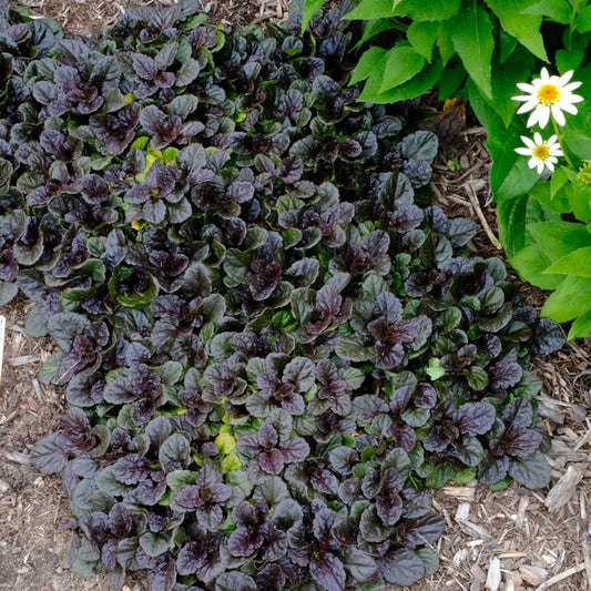 Image of Ajuga reptans 'Black Scallop'  taken at Juniper Level Botanic Gdn, NC by JLBG