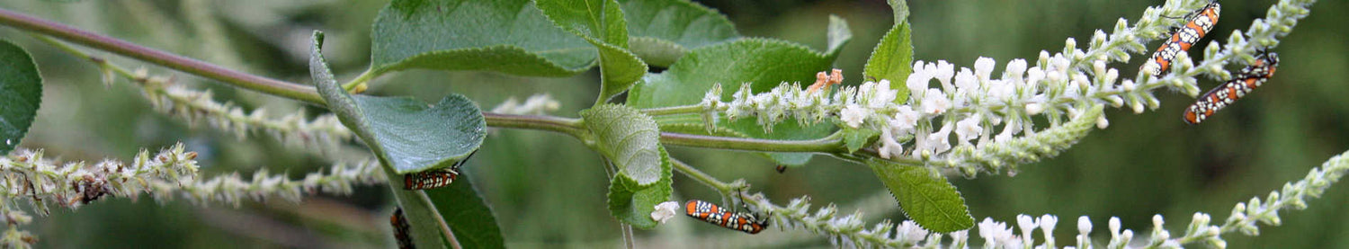 Aloysia