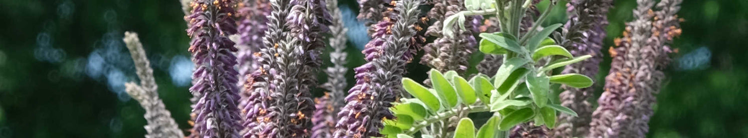 Amorpha