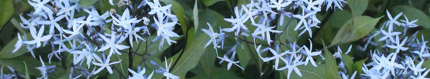 Amsonia