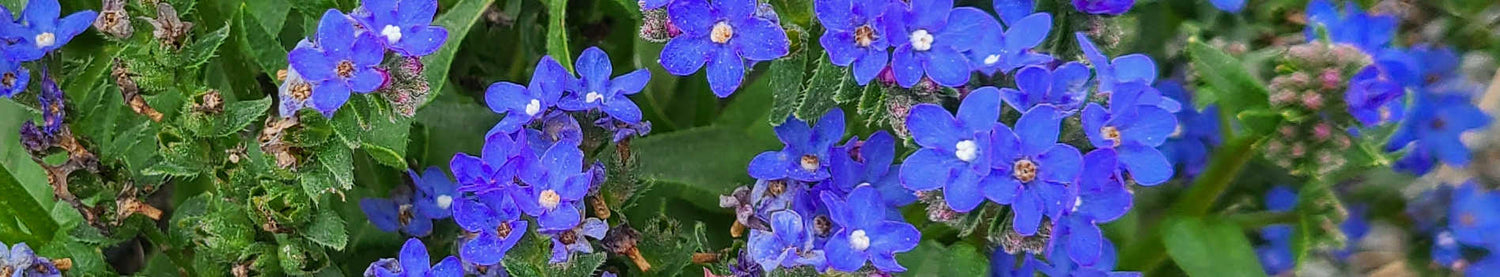 Anchusa
