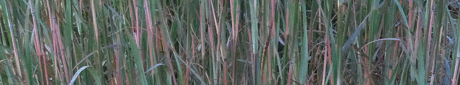 Andropogon