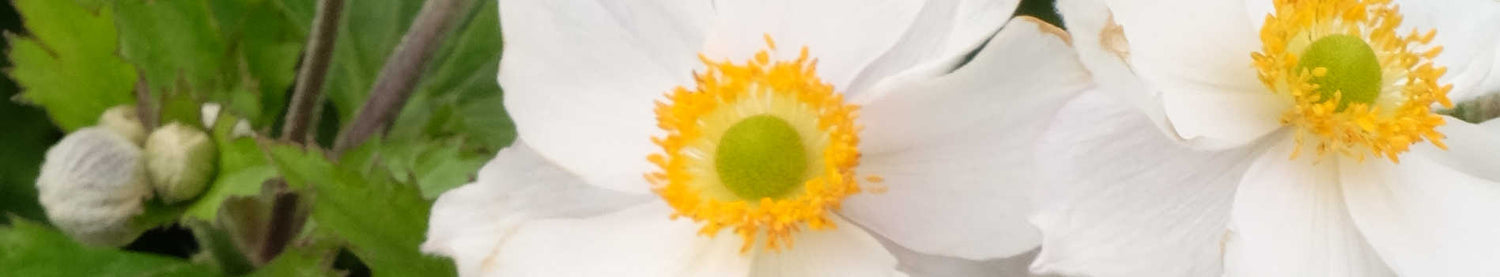 Anemone