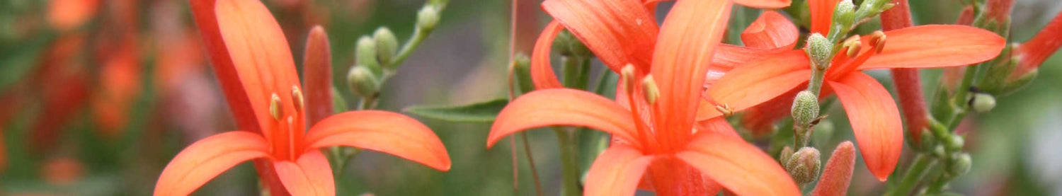 Anisacanthus