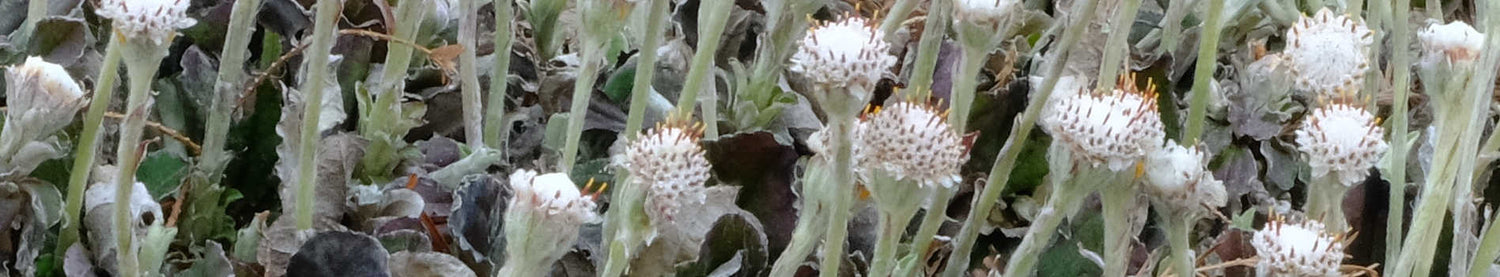 Antennaria