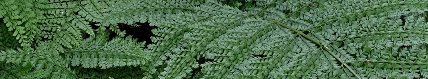 Ferns and Allies