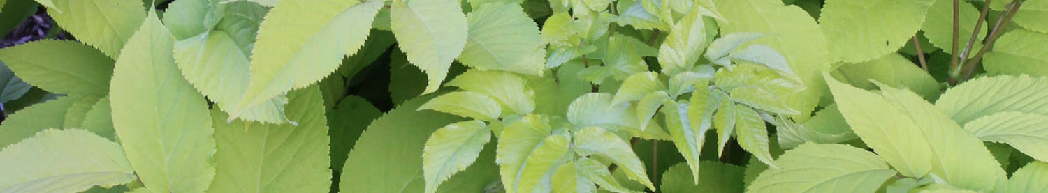 Aralia