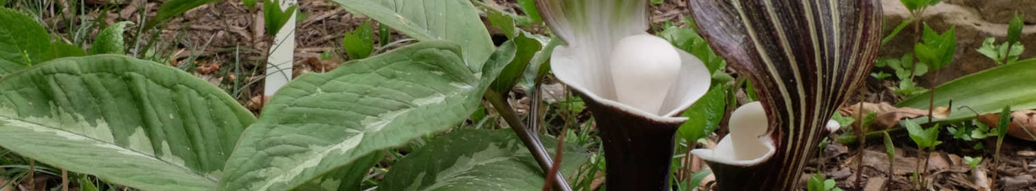 Arisaema
