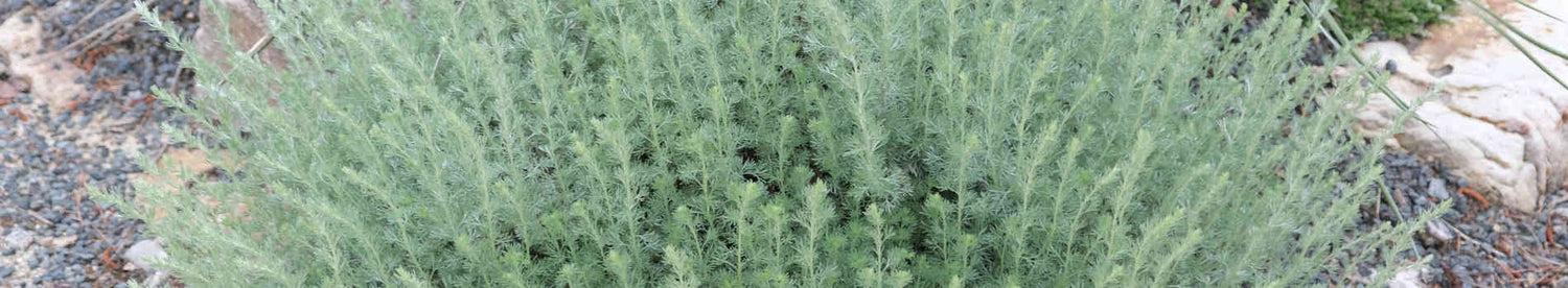 Artemisia