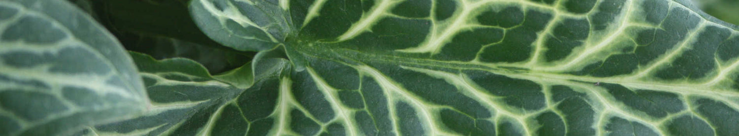 Arum