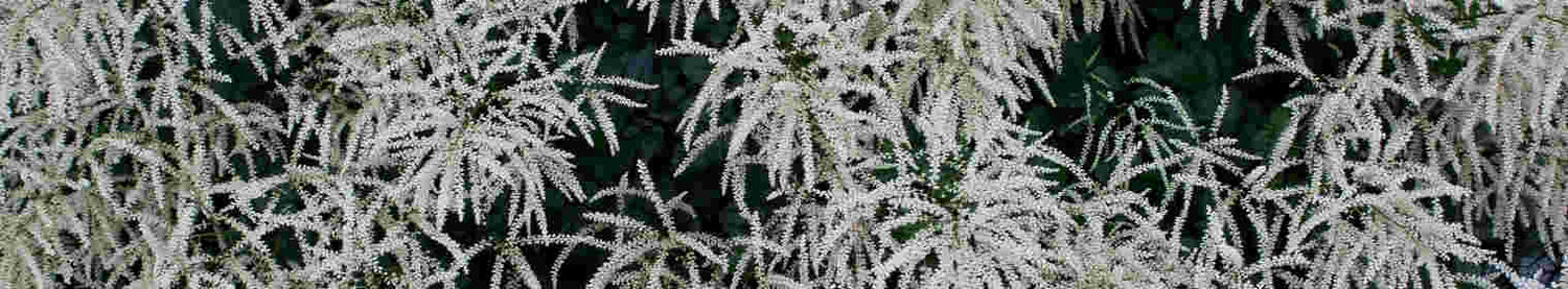 Aruncus