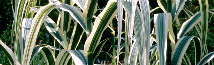 Arundo