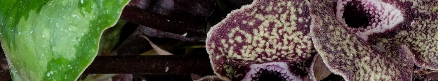 Asarum