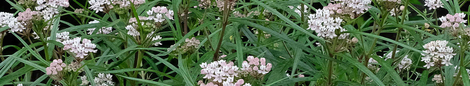 Asclepias