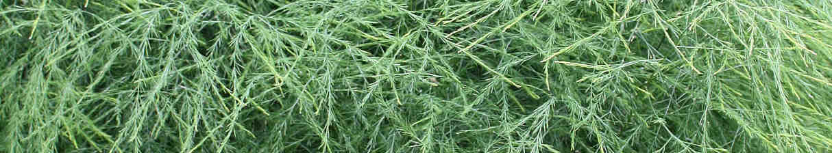 Asparagus