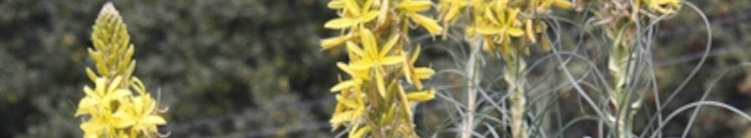 Asphodeline