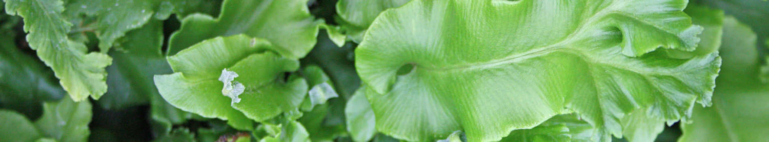 Asplenium