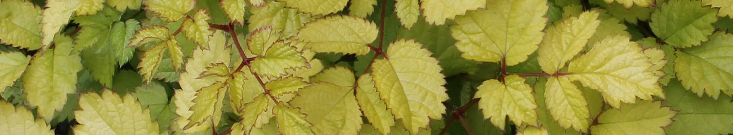 Astilbe
