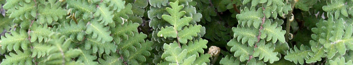 Astrolepis