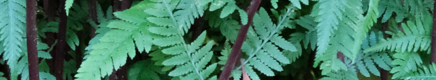Athyrium