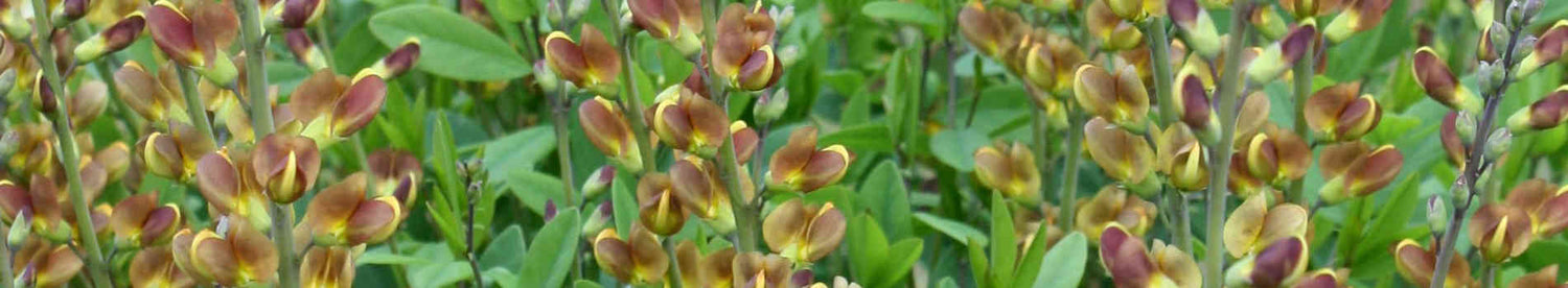 Cottage Garden Plants