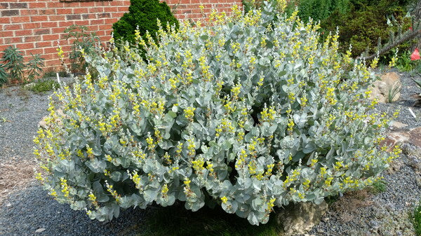 Image of Baptisia arachnifera
