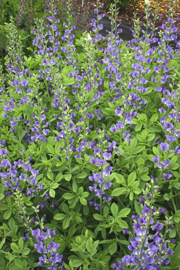 Image of Baptisia australis