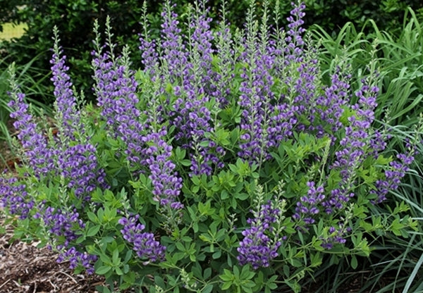 Image of Baptisia 'Blueberry Sundae' 