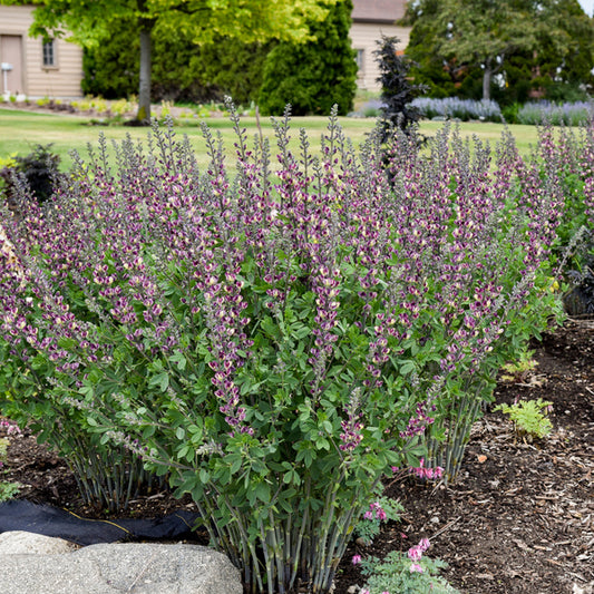 Image of Baptisia 'Grape Escape' PP 36,083 taken at Walters Gardens, MI by JLBG