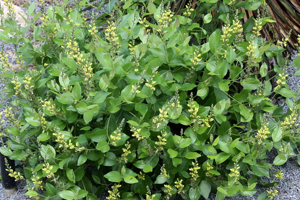 Image of Baptisia simplicifolia
