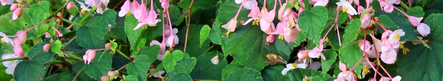 Begonia