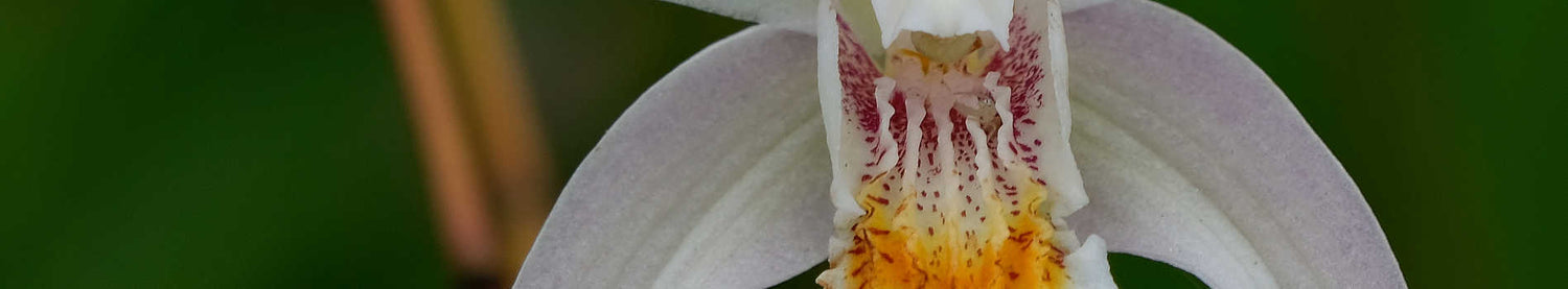 Bletilla