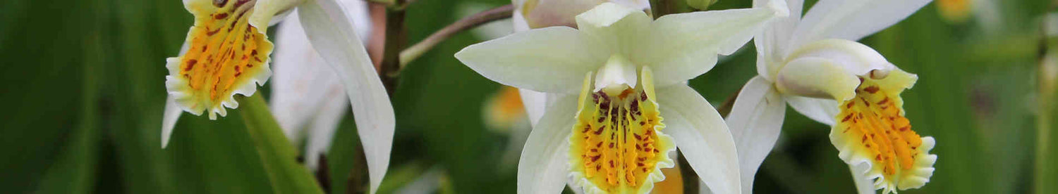 Hardy Orchids