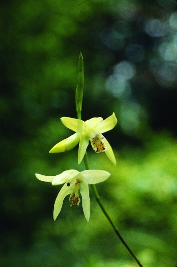 Image of Bletilla ochracea